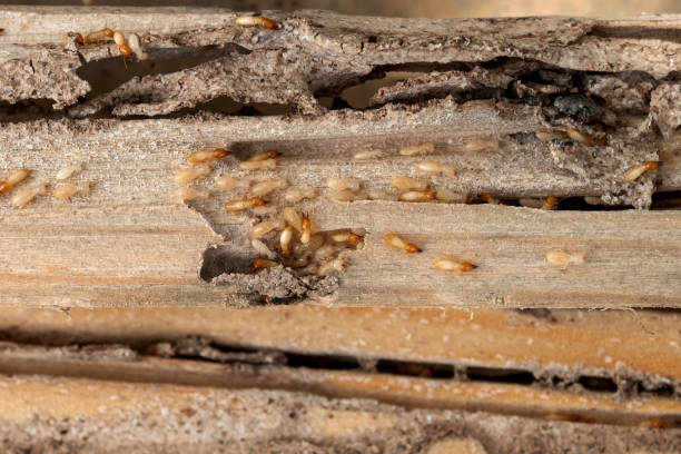 Best Bed Bug Extermination  in Briarcliff Manor, NY