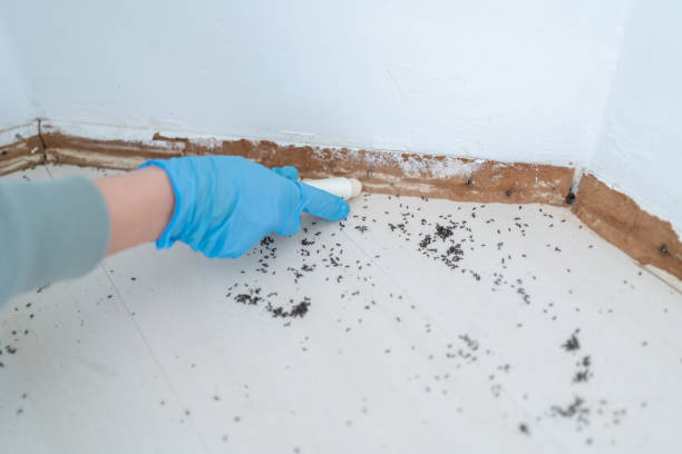 Best Affordable Pest Control Services  in Briarcliff Manor, NY